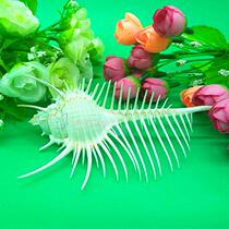 Natural conch shell specimen witch bone snail 8-11cm Venus bone snail home furnishings wedding gifts