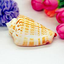 Natural conch shell 4-6cm red mouth snail fish tank decoration landscaping crafts creative home accessories