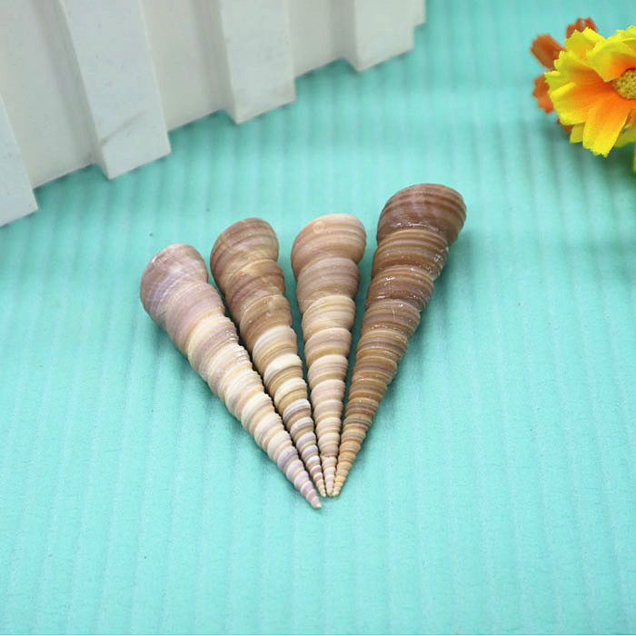 Natural sea screw shell spine cone screw cylinder viewing home terminal decoration decoration parts rare collection DIY