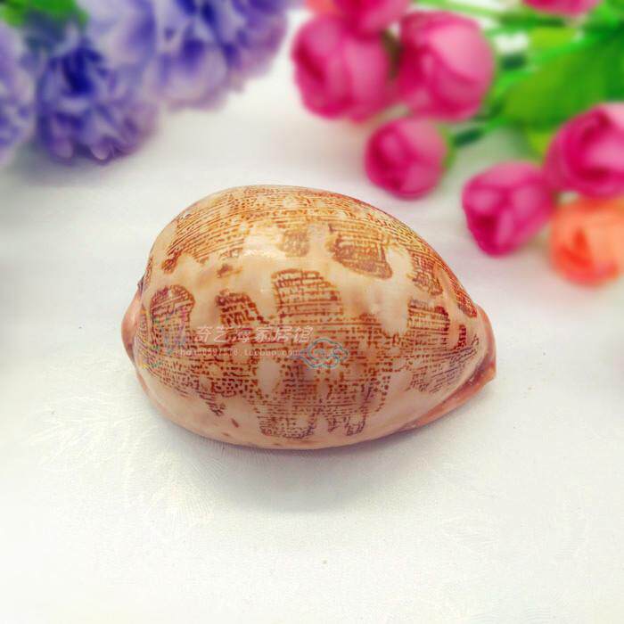 Natural sea screw shell 6 - 8cm map Baoji fish tank decorated aquarium scenic home decoration