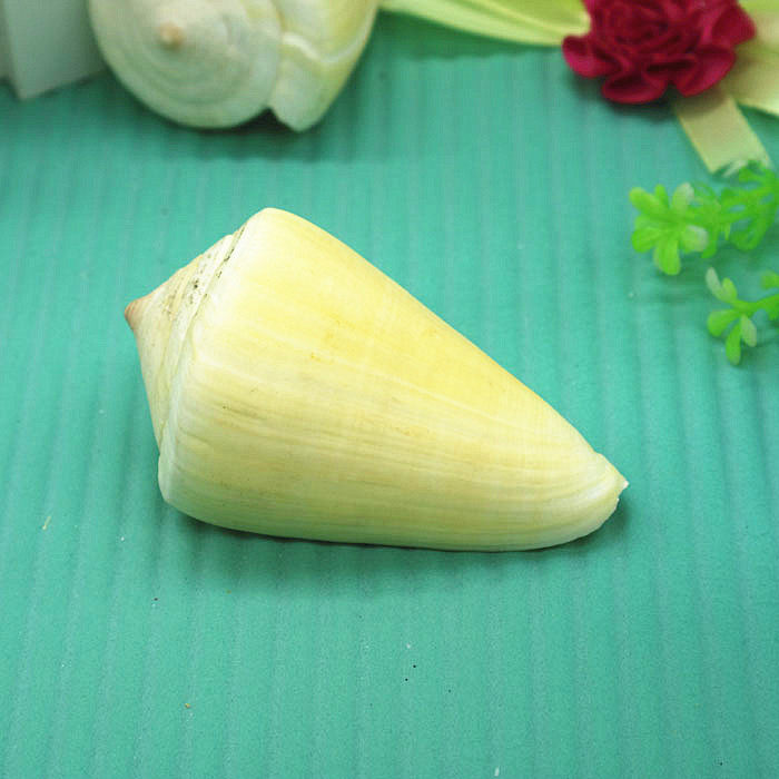 Natural conch shell 4-6cm yellow cream Cono fish tank decoration aquarium landscape box creative home accessories