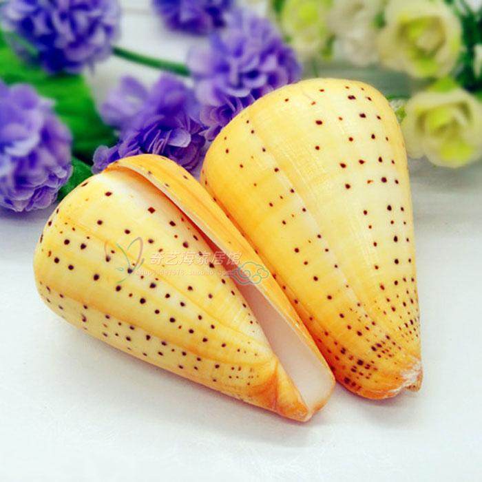 Natural Sea Snail Shells 4-12cm Yellow Corn Snail Fish Tank Decoration Aquarium VIEW CREATIVE HOME