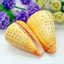 Natural conch shell 4-12cm yellow corn snail fish tank decoration aquarium landscaping creative home