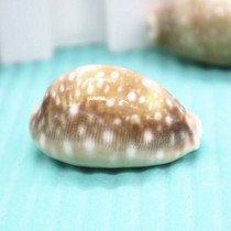 Natural conch shell 3-5cm White Star snail fish tank decoration aquarium landscaping creative home accessories