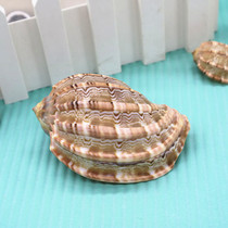 Natural conch shell carambola pipa snail hermit crab roll fish special shell aquarium fish tank landscape ornaments