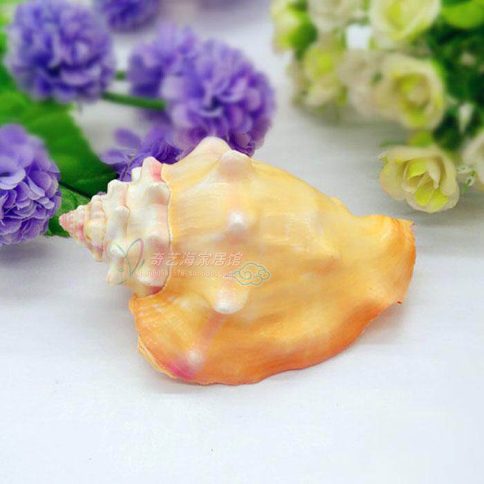 Natural sea snail shells 6-11cm gold punch snails Grease Fish Tank Decoration Aquarium VIEW CREATIVE HOME