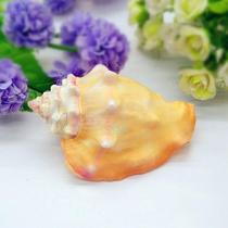 Natural conch shell 6-11cm gold fist snail rouge fish tank decoration aquarium landscaping creative home