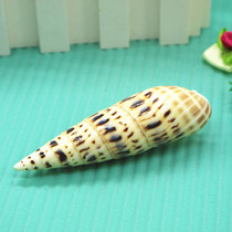 Natural conch shell Big Bamboo Bamboo snail fish tank decoration aquarium landscaping creative home accessories specimen decoration