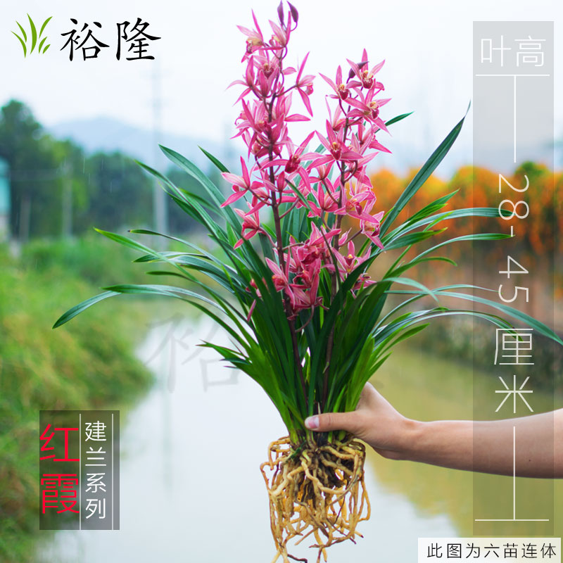 浓香型兰花苗建兰四季兰红花 红霞 兰花盆栽不带花苞绿植花卉种子