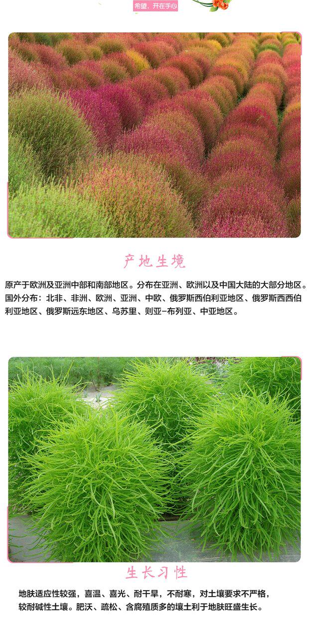 地肤孔雀松,孔雀松,孔雀松图片_大山谷图库