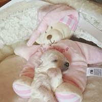 Không có âm thanh thú cưng đồ chơi Pet gối mèo đồ chơi Teddy hơn Panda puppy dog ​​dog chó nhỏ đồ chơi chó mèo