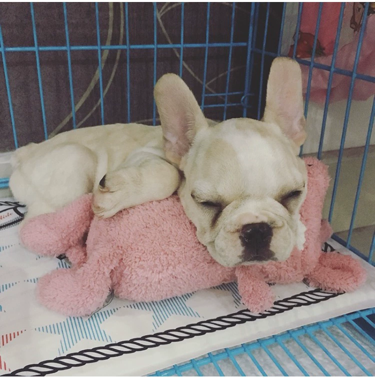 Răng to ~ không có âm thanh Gối thú cưng gối mèo thoải mái đồ chơi sang trọng Thỏ chó thỏ đáng đồng tiền