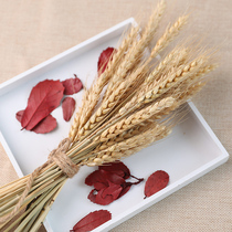 Natural Barley Seed Wheat Ears Rabbit Tail Grass Dog Tail Dry Flower Pendulum Ornament Background Shooting Photo Photographic Props