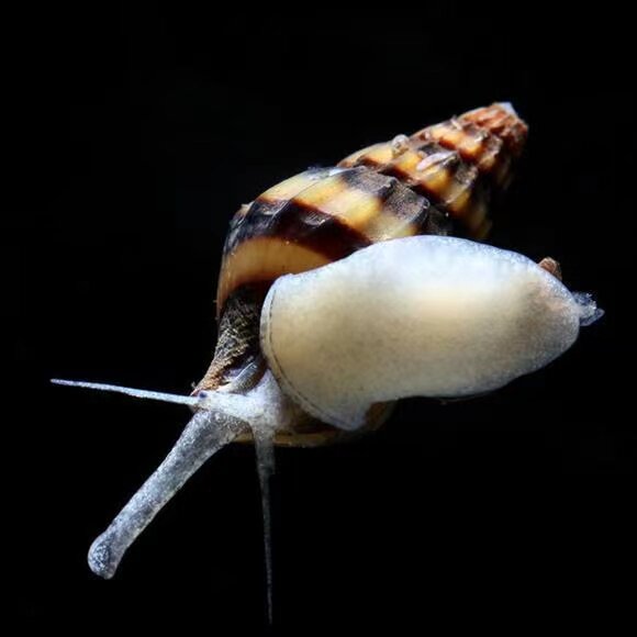 Killer screw bumblebee watching screw bee pagoda screw debugger to eat snail screw