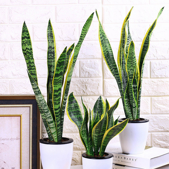 Phnom Penh tiger skin orchid seedlings indoor tiger skin orchid potted succulent plants big tiger tail orchid seedlings in addition to formaldehyde radiation protection