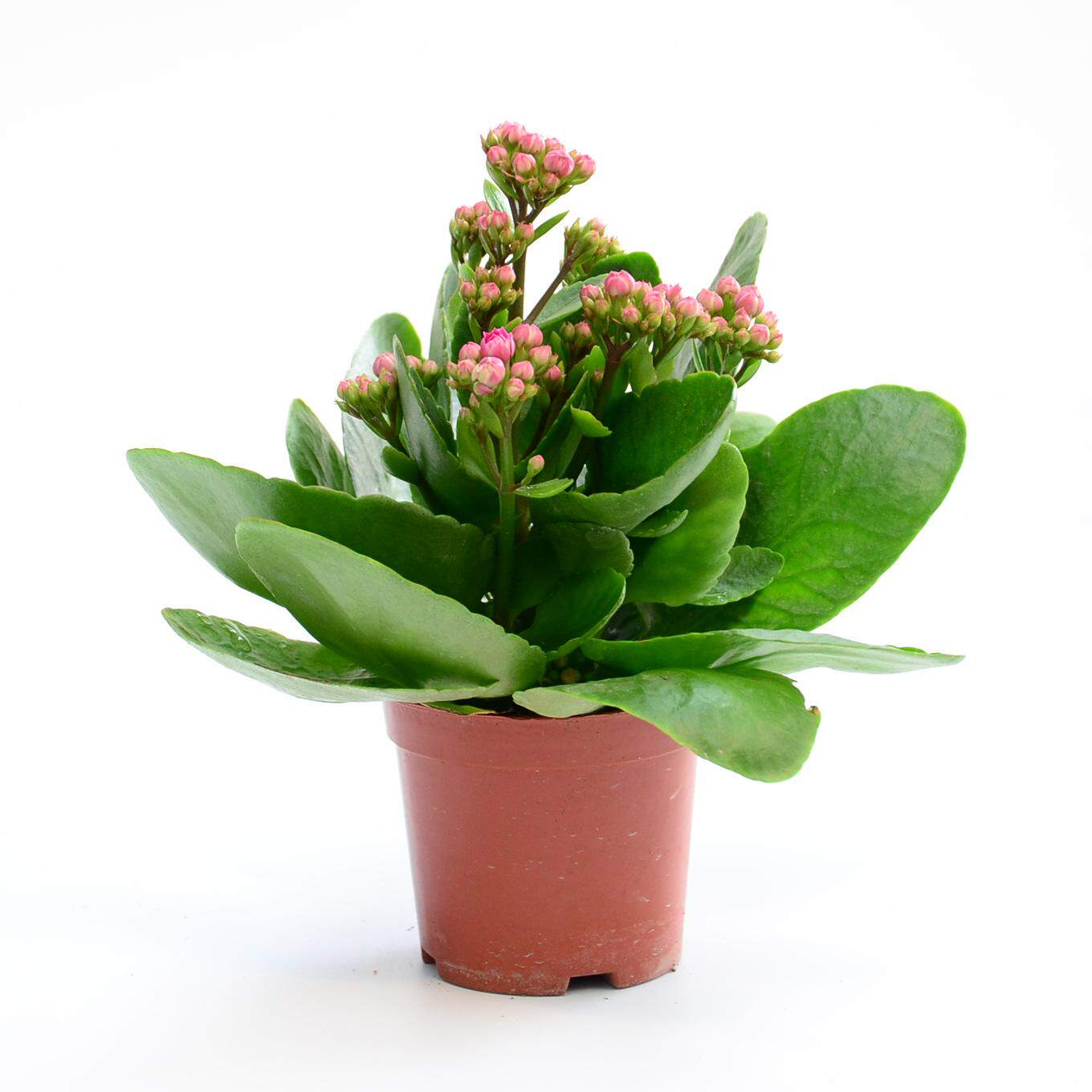Longevity flower potted green plants office desktop flowers green plants anti-radiation air purification indoor plants