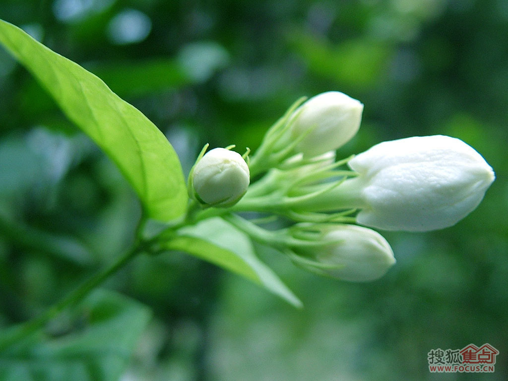 [Mua ba tặng ba] nước hoa gardenia gần với hương hoa 95% nước hoa thanh lịch tự nhiên lady hương hoa - Nước hoa nước hoa lanvin