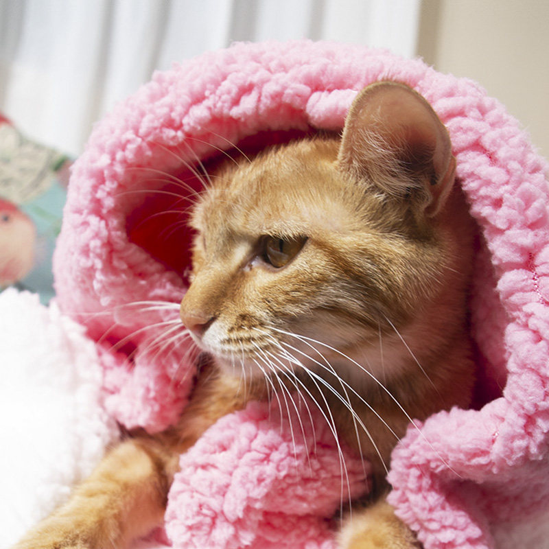 Pets Sleeping Mats Lamb Suede Kitty Dogs Blanket Sleeping with winter thickened Warm Quilt Blanket Cat Mat