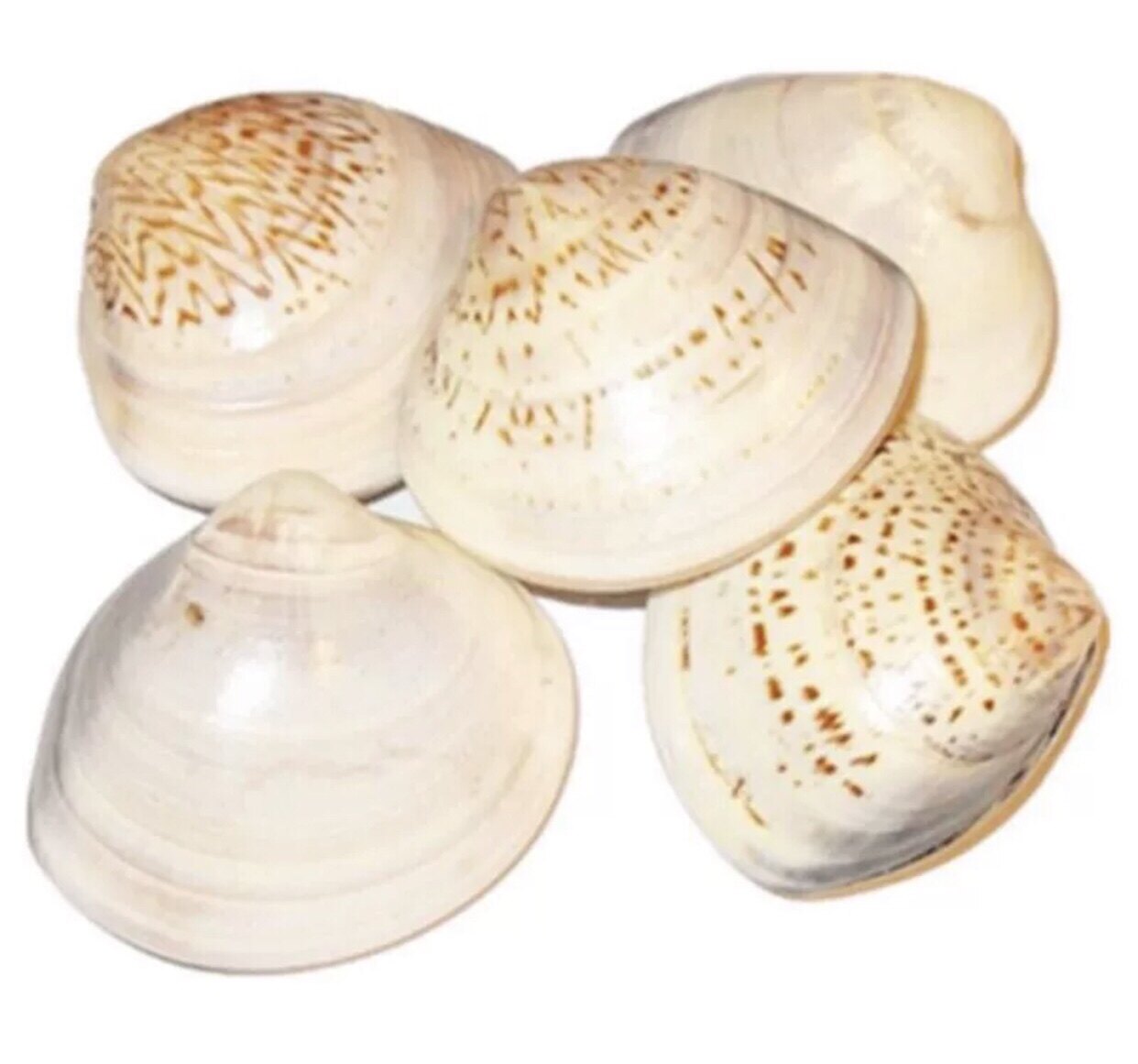 Quality shell oil Anti-freeze Cracked Moisturizing Crooked Crooked Crooked Oil Old Shanghai Ha oil protective supplies diameter 30 mm-Taobao