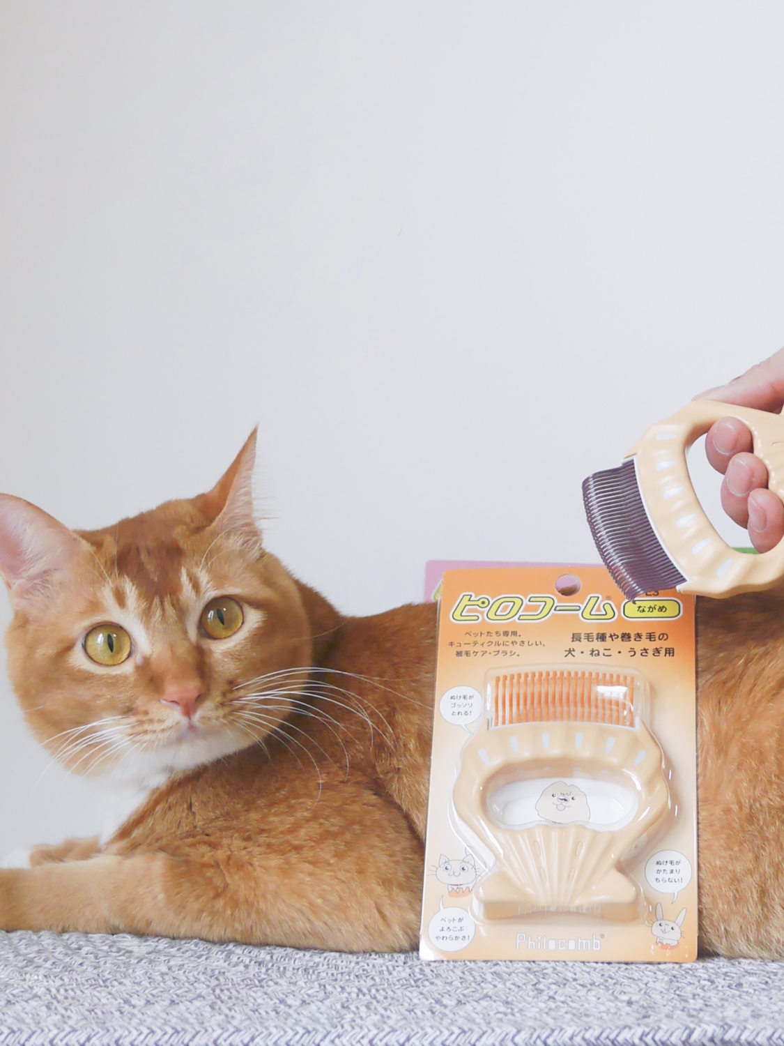 Fat Orange Japan Philocomb Philocomb shell comb Cat dog hair hair hair comb Pet hair Rabbit Philocomb original
