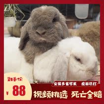 Rabbit Live Dutch Dwarf Rabbit Hanging Ear Rabbit Cover Long Fur Angora Cat Cat Rabbit Mini Rabbit Lion Rabbit