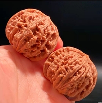 Xiao Qiangwens live broadcast of playing with walnuts