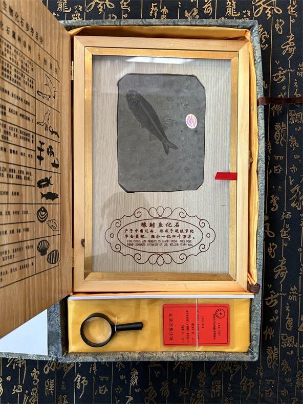 Liao Xiyi County Kumgang Wolverine Fin Fish Fossil Unadorned Boutique Collection Grade Large Fish Swing Piece Gift Gift ConnoisseXX_ENCODE_CASE_CAPS_LOCK_Off-Taobao