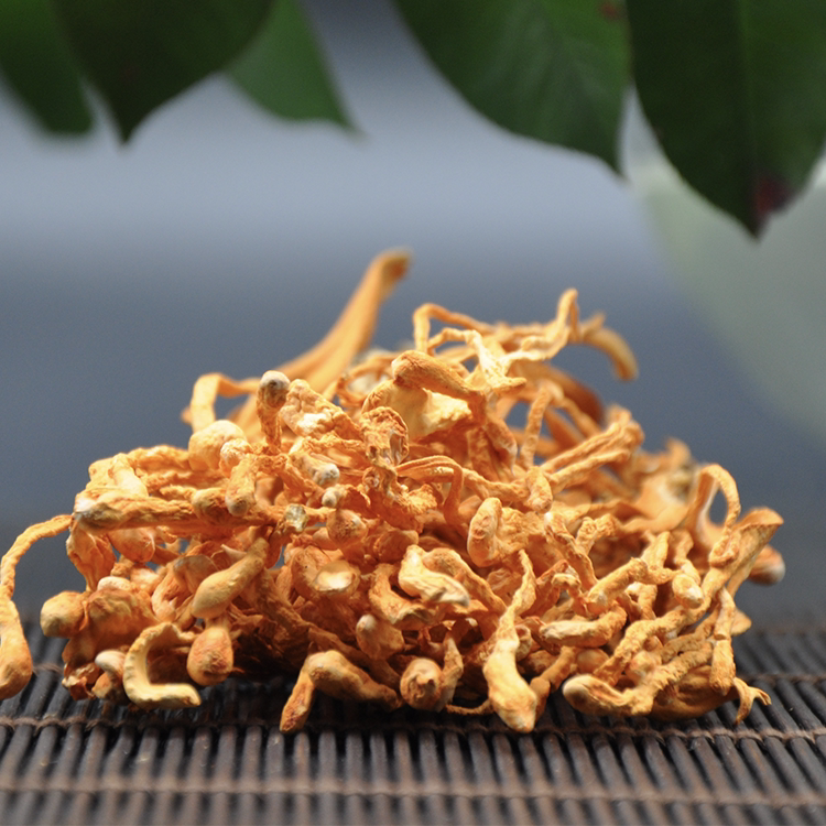Caterpillar Fungus Flowers Golden Caterpillar Fungus North Caterpillar caterpillar fungus Spore Head 200g Edible Mushroom Golden Caterpillar Fungus Soup material