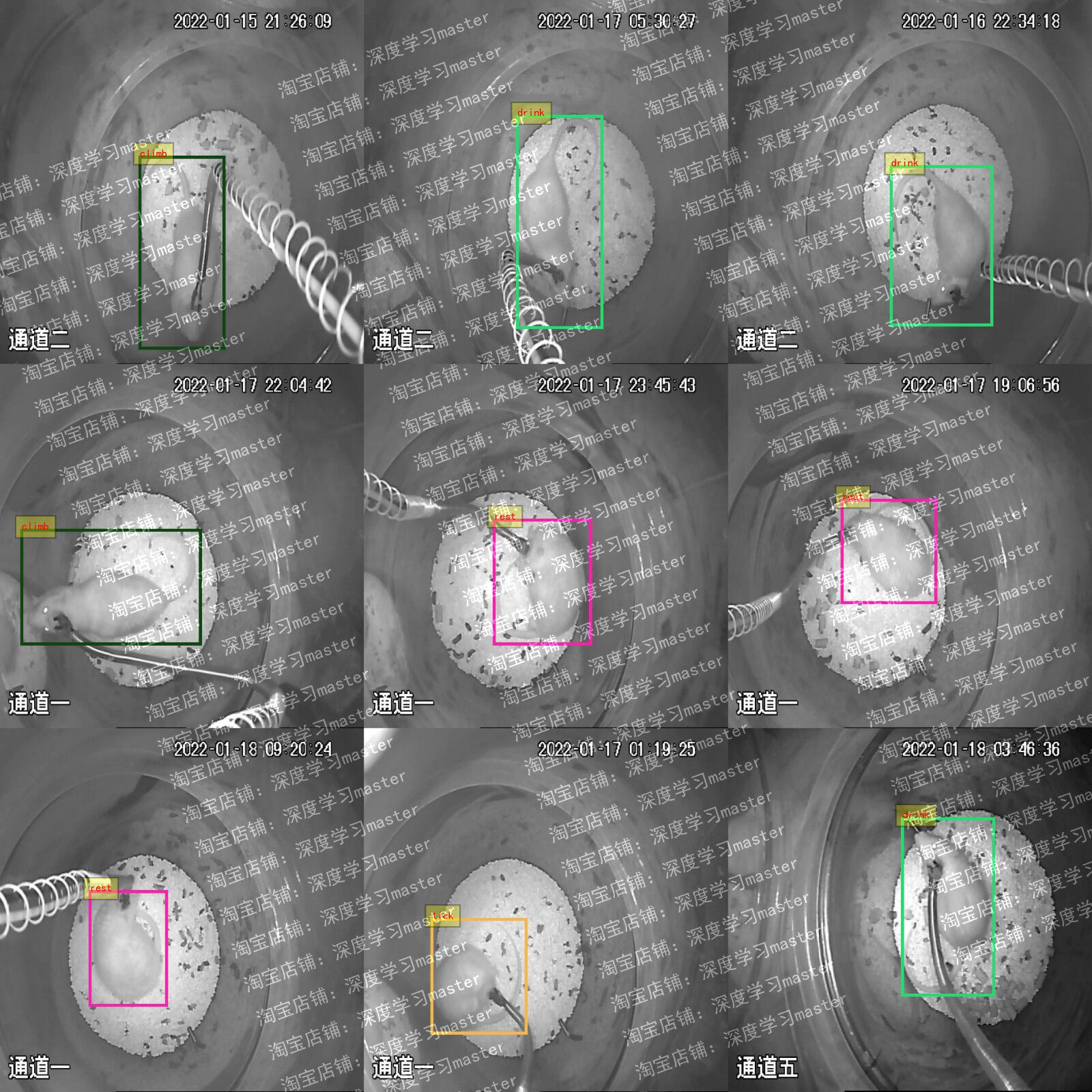 Monitoring mouse behavior detection dataset, consisting of 5048 images, with YOLO and VOC annotations provided