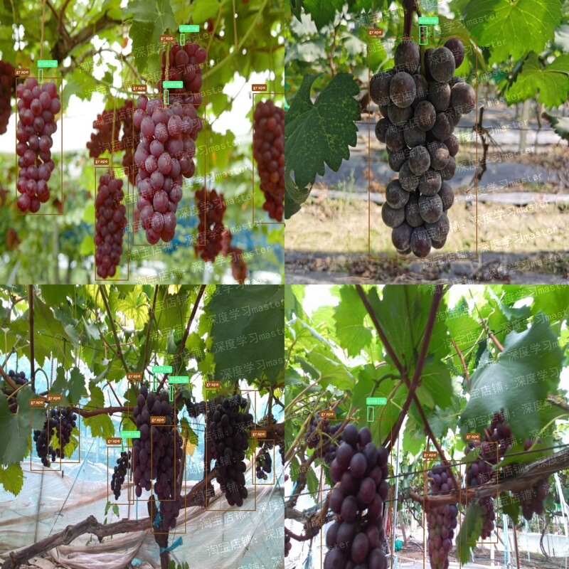 Grape Bunch and Picking Point Detection Data Set, 1937 Images, Provides Yolo, Voc, Coco Annotation