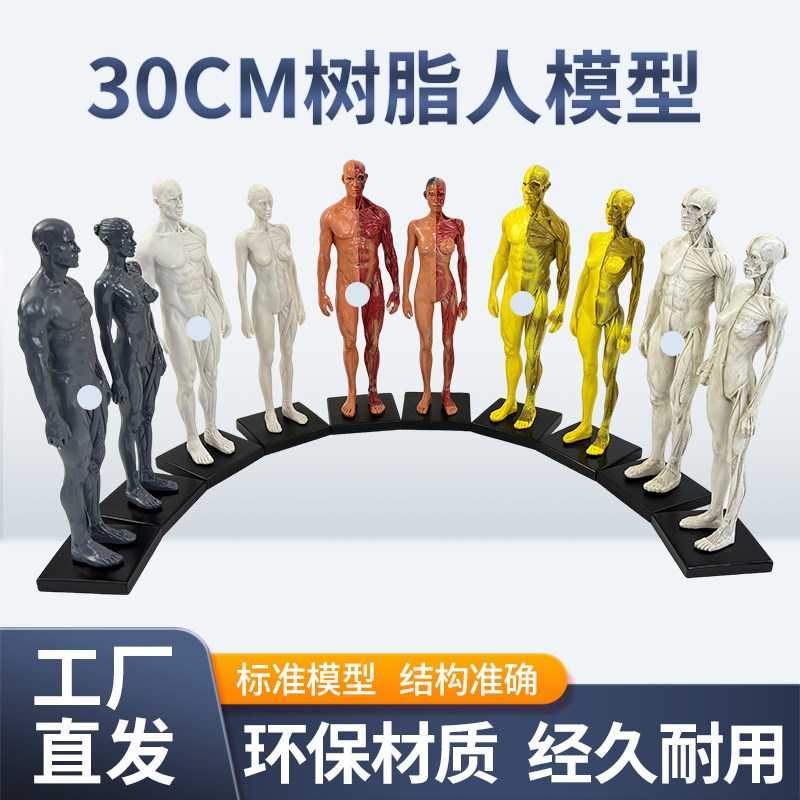 30cm艺用树脂人体模型肌肉骨骼解剖结构美术模型 CG绘画雕塑教学