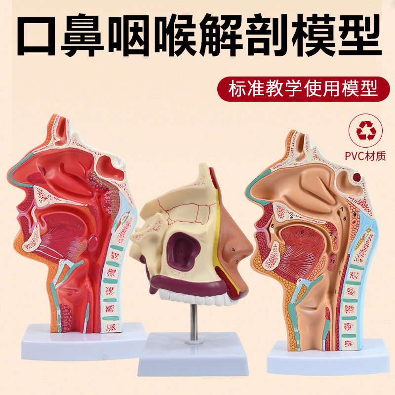 人体鼻腔解剖模型 口腔咽和喉正中矢状 断鼻咽腔喉咽腔耳鼻喉科