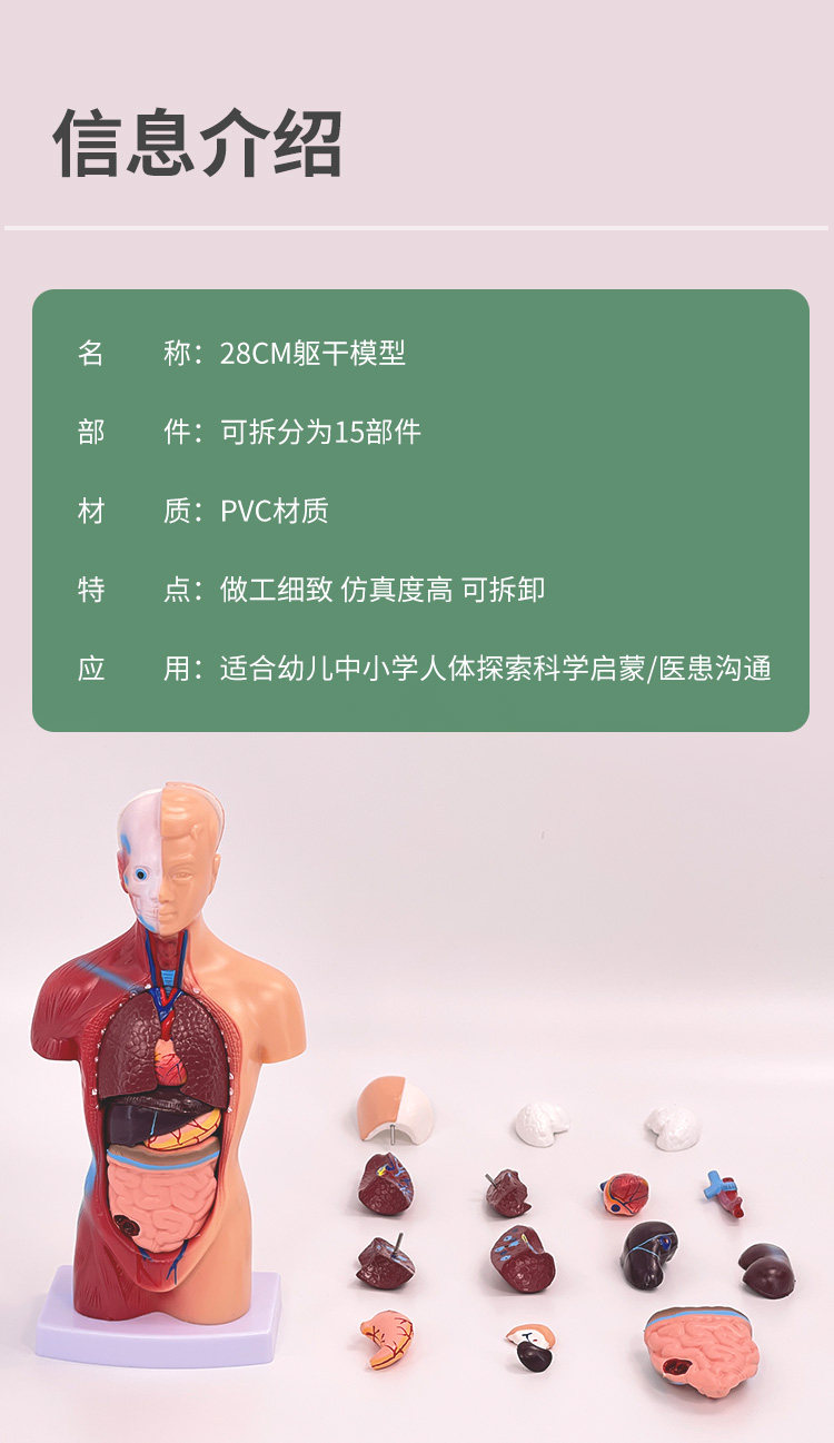 인체해부학모형 장기모형 사람 실습키트 내부 교육, image size:750x1297