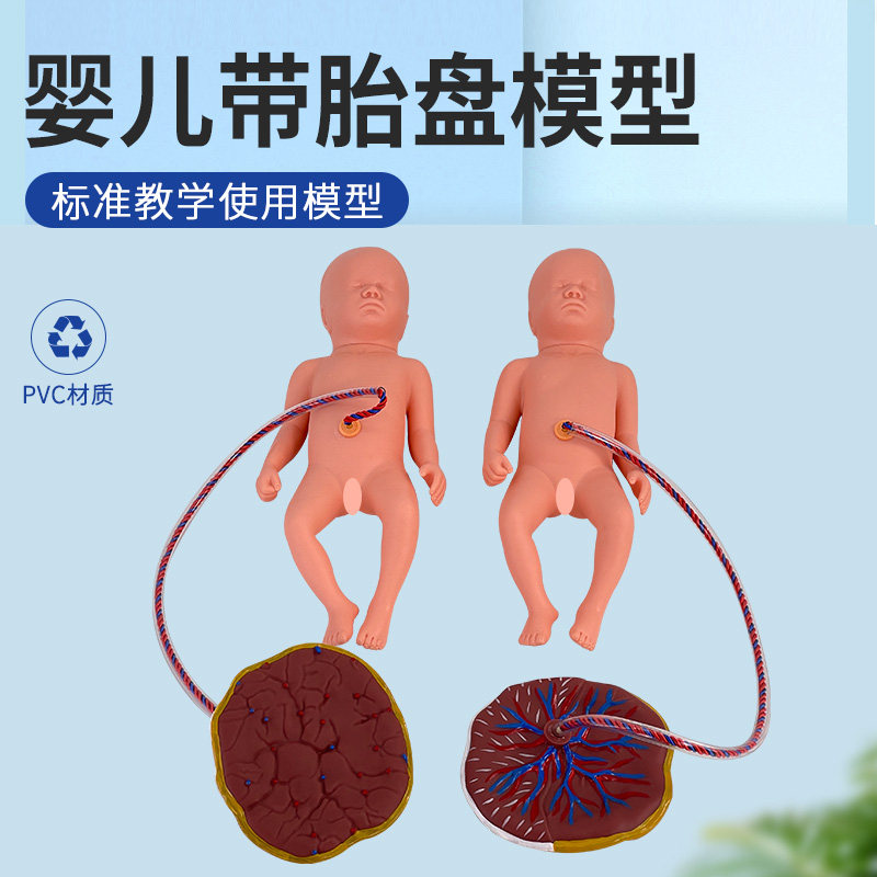 高级新生儿脐带护理模型 婴儿护理模型 胎儿胎盘脐带护理训练模型