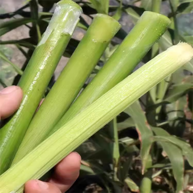 「严选」顺丰生鲜冷链5斤甜芦粟：孕妇最爱的天然甜品，你尝过吗？