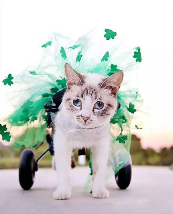 Cat Wheelchair Rear Limb Kitty Rear Leg Paralysis Physical And Mental Disorder Recovery Training Ridge Vertebral Fracture Small Milk Cat Wheelchair Light Defecation