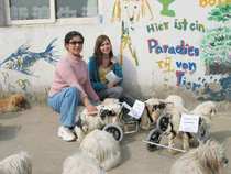 Dog wheelchair shipping fee to make up the difference