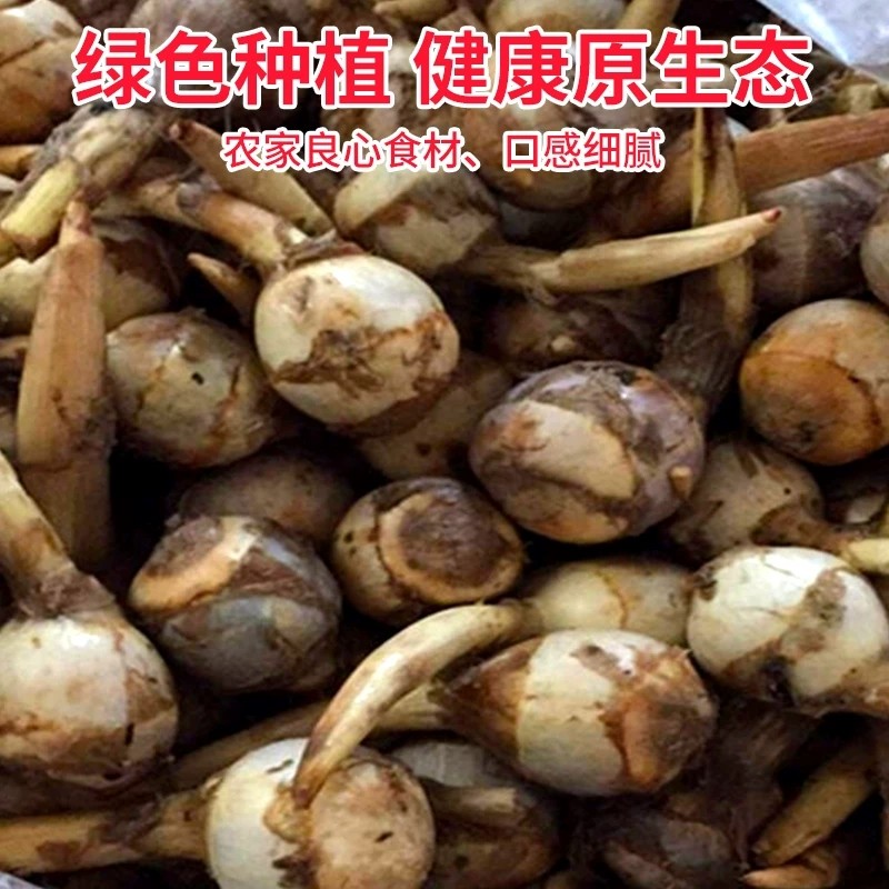 苏北新鲜蔬菜大揭秘:山茨菇、白慈姑、茨菰、马蹄、荸荠、燕尾草、栗芽菇,这些土特产你吃过几种?-荸荠-淘宝百科网