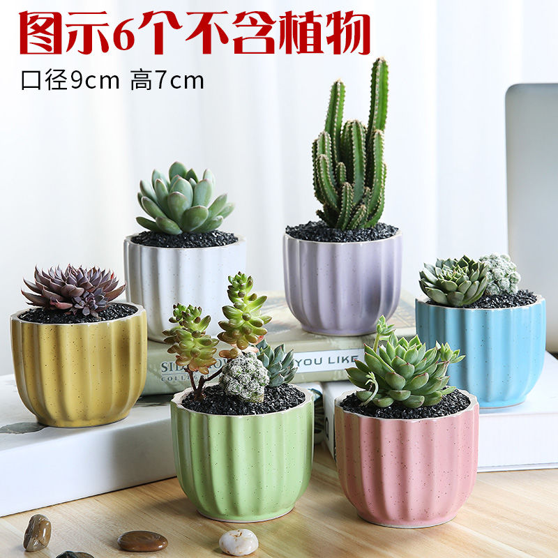 The Fleshy flowerpot ceramic special offer a clearance through pockets ceramic creative interior meat meat the plants flower pot in batch of large diameter