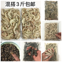 Fresh frozen loach fish food frozen river shrimp shrimp section dragon fish fish wheat ear fish ornamental fish forest frog shrimp