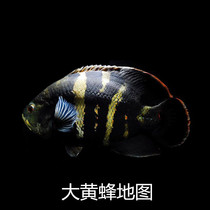 Wild Large Yellow Bee Map Fish Living Tropics Ornamental Fish Freshwater Great Bumblebee Fry Large Rare Dragon Fish Matching Fish