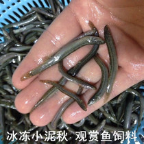 Fresh frozen loach fish food frozen river shrimp shrimp shrimp section small Loach segment wheat ear dragon and tiger fish feed