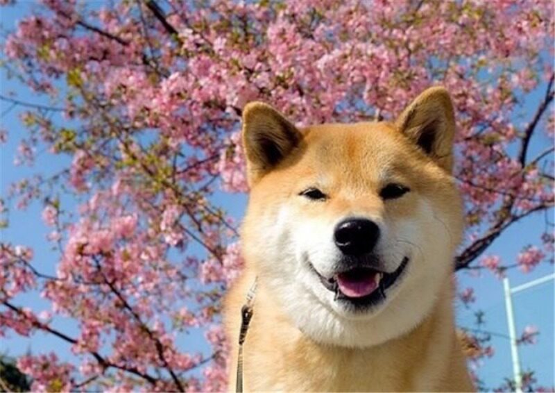 柴犬是全球最幸福的小狗 你認同嗎 淘寶海外