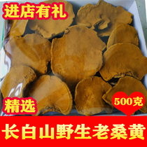 Samhuang Wild Special Class 500g Samhuang Fungus Tea Mulberry Tree Mulberry Yellow Lingzhi Box for Non-Tongrentang