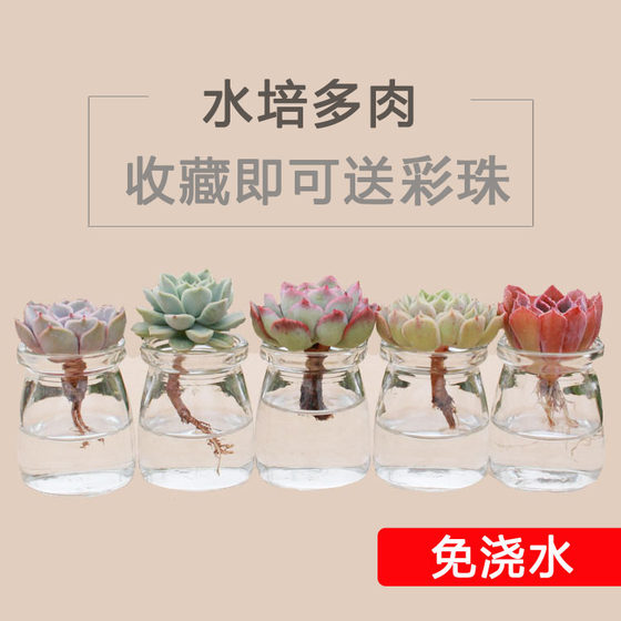 Summer lazy hydroponic jade dew bowl lotus water lily mosquito repellent succulent combination indoor potted desktop mini water plant