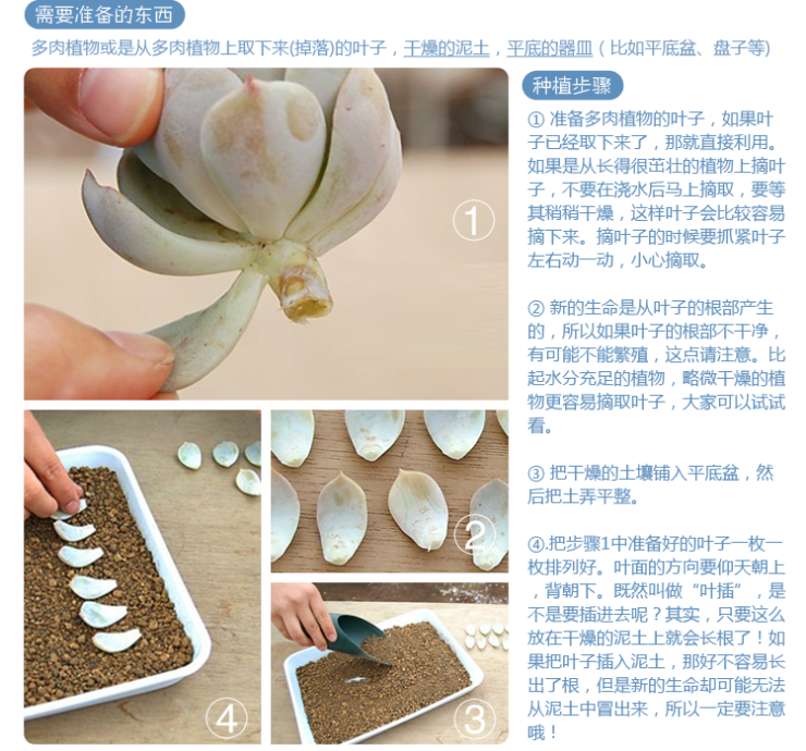 叶片多肉 叶插苗组合套餐新手贵货种子套餐组合包邮批發多肉植物