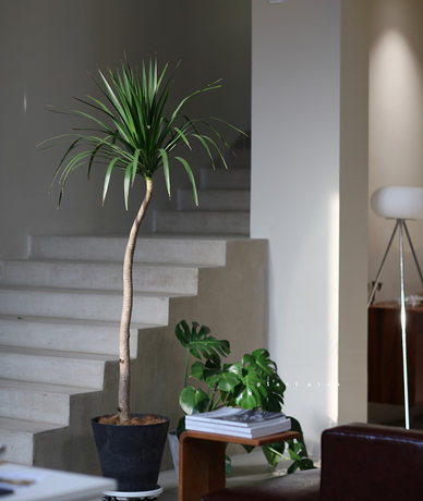 The One Designer Space Series Modeling Dragon Blood Tree