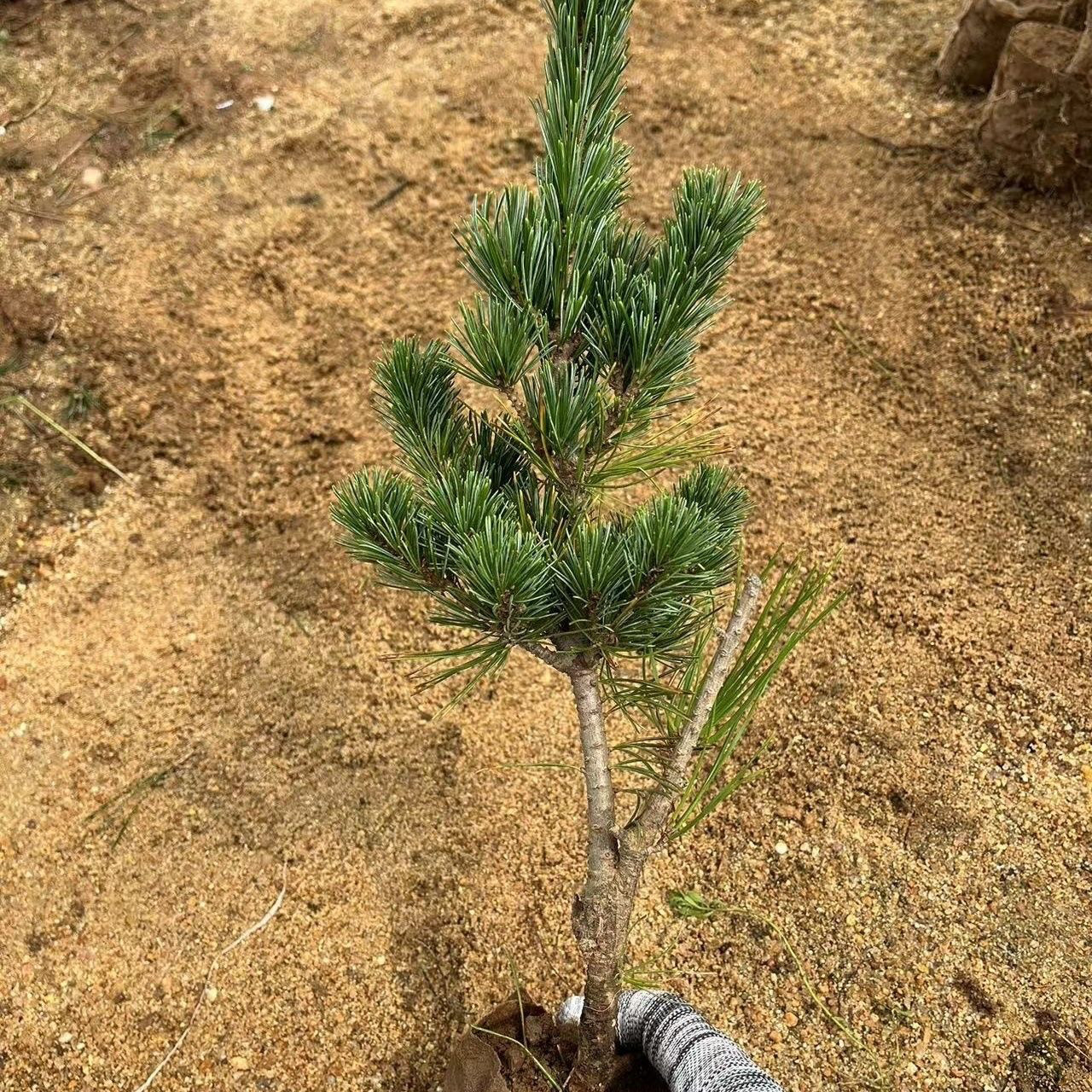 大阪松盆景怎么选？带盆发货+包邮，新手也能养出大师级风景！-造型盆景-淘宝百科网