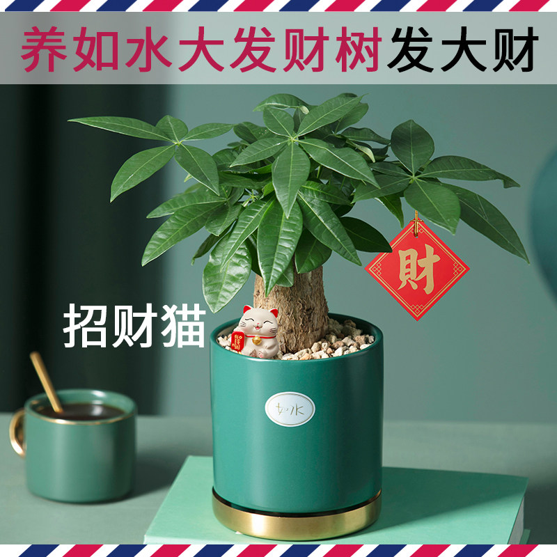 如水盆栽