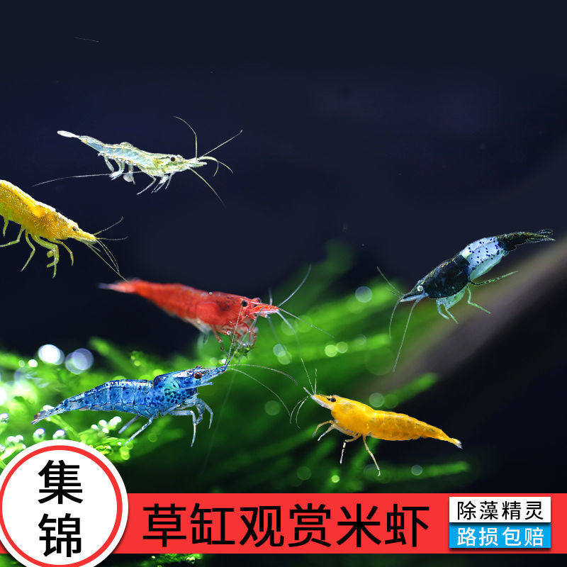 Watch Shrimp Collection Fire Shrimp Roast Lacquer Cherry Blossom Yellow Rice Sapphire Orange Glazed Package Shrimp Rice Fresh Water Living Removing Algae Tools
